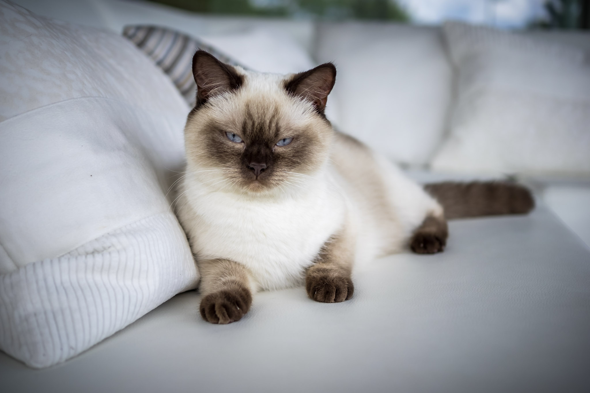 Bonsai Kitten > Home